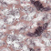 Ткань Vestale Lush Bloom Parfait
